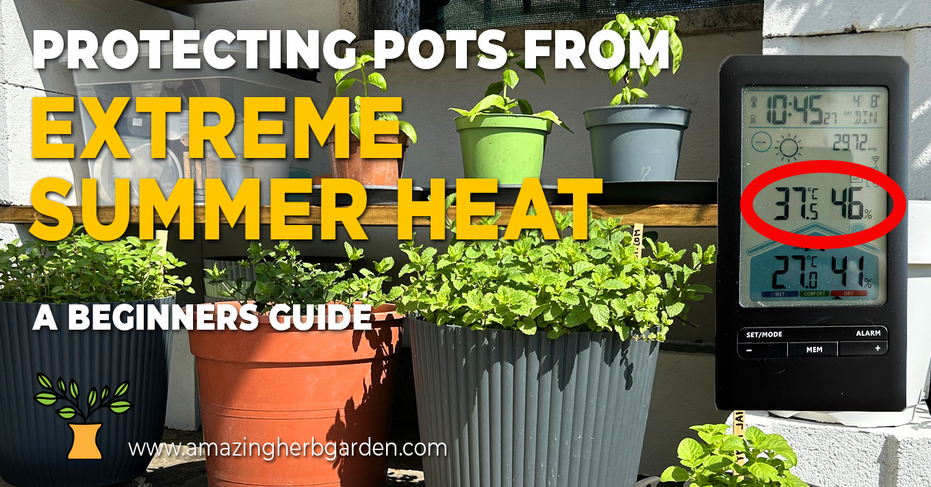 protecting-pots-from-extreme-summer-heat my herb garden pots protected from the heat