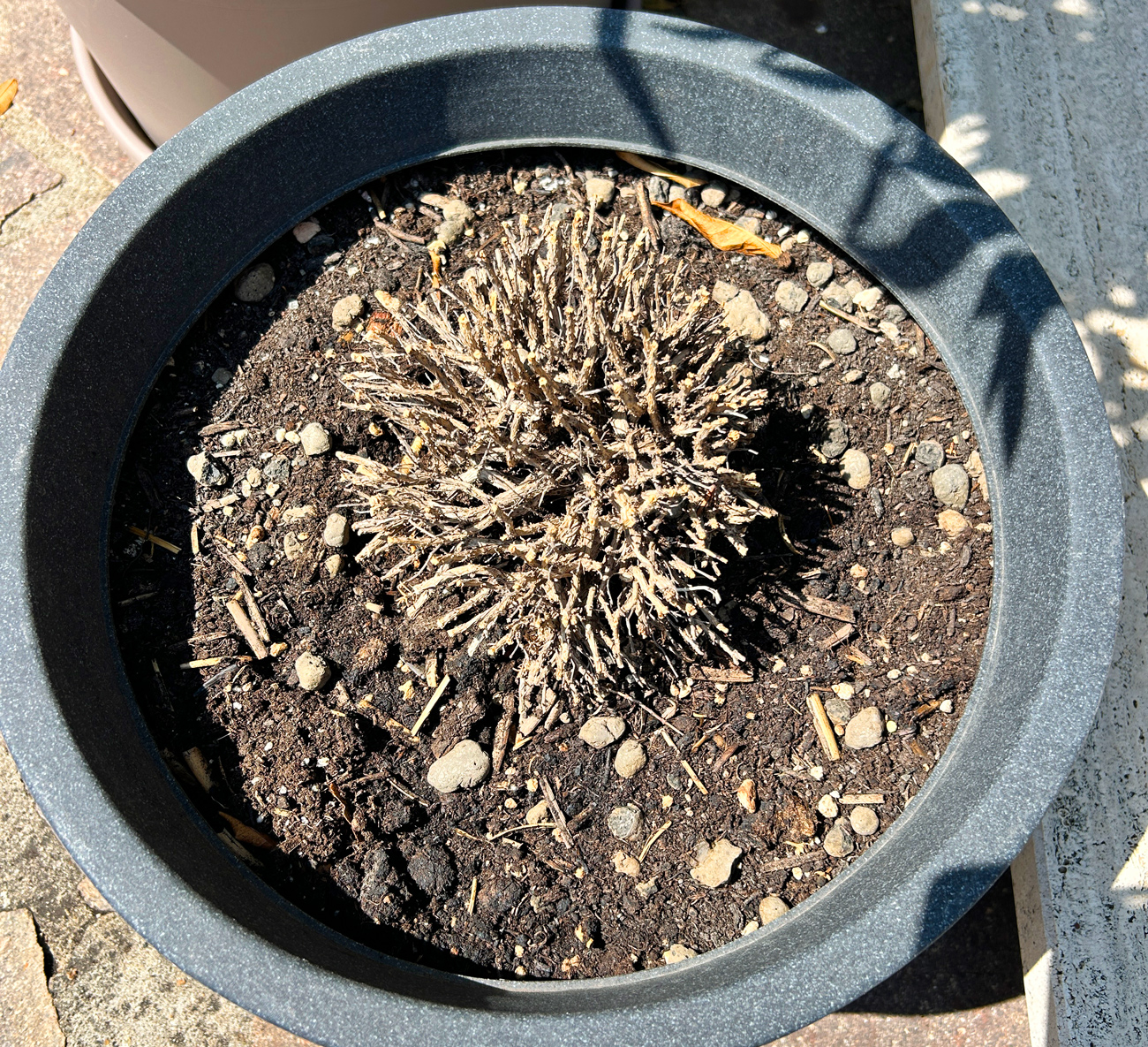 Thyme plant to deep pruned on the woody part is dying, not regrwing